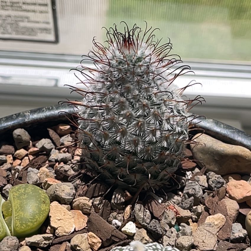 Photo of the plant species Mammillaria perezdelarosae by @ShowyLibertycap named Bigleef Smalls on Greg, the plant care app