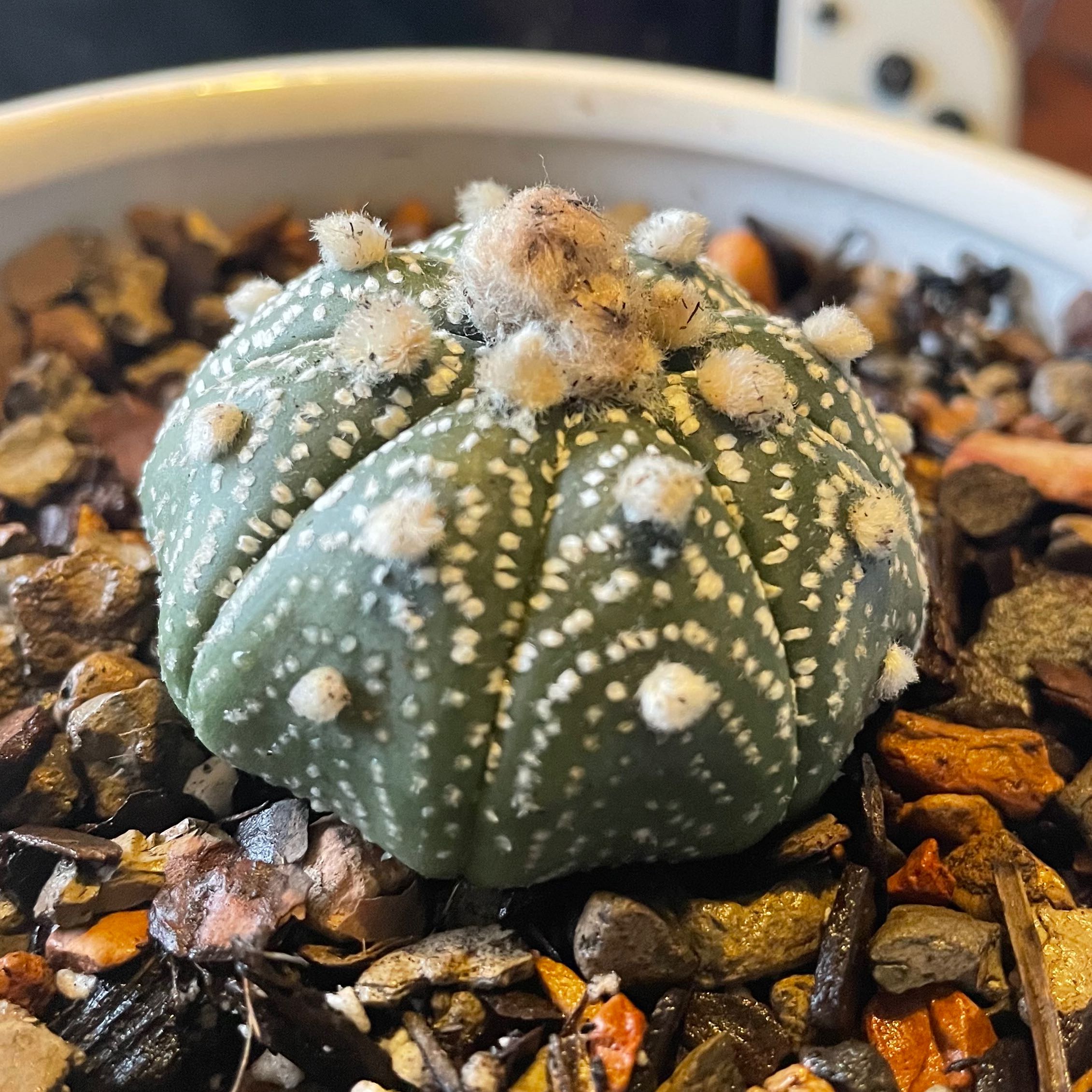 Photo of the plant species Astrophytum asterias 'Kabuto' by @ShowyLibertycap named Winston on Greg, the plant care app