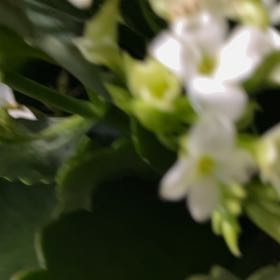 Photo of the plant species Small White Orchid by Sue l named Beyonce on Greg, the plant care app