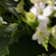 Calculate water needs of Small White Orchid