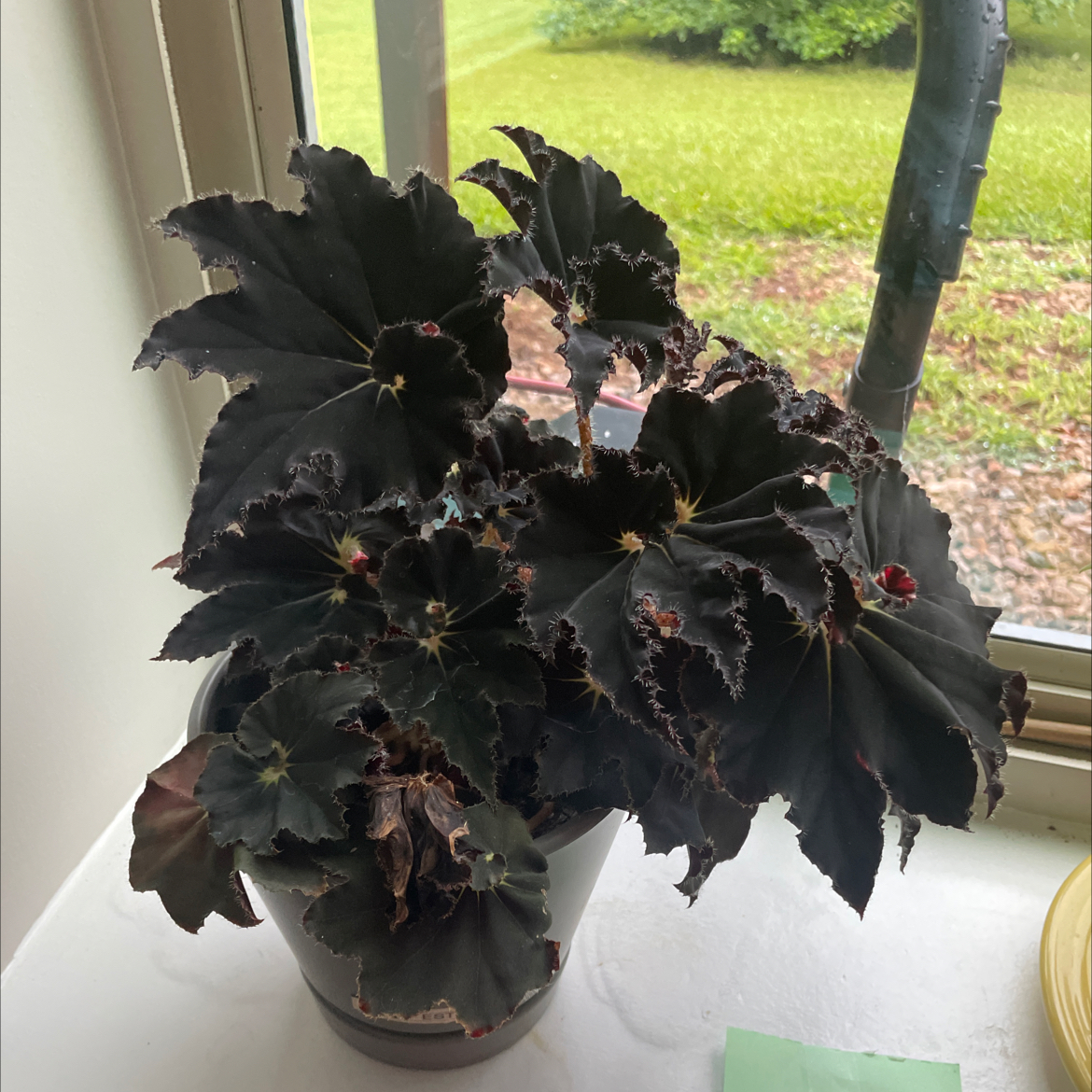 Photo of the plant species Begonia Jurassic Silver Point by @GracedDogviolet named Esther on Greg, the plant care app
