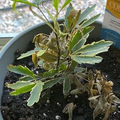 False Aralia plant