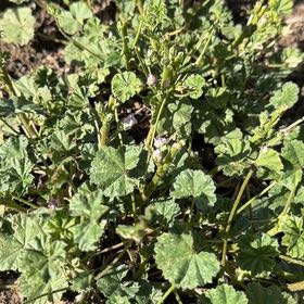 Photo of the plant species Common Mallow by @ActiveHeartfern named James Dean on Greg, the plant care app
