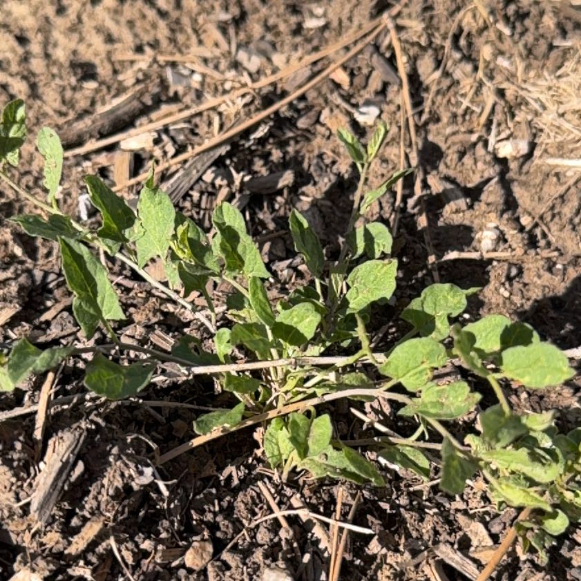 Photo of the plant species Corn Bind by @ActiveHeartfern named Prince on Greg, the plant care app