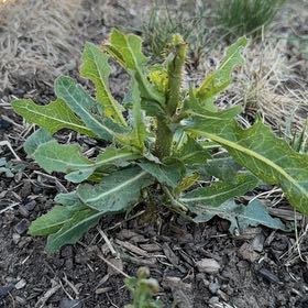 Photo of the plant species Oil Lettuce by @ActiveHeartfern named Planty on Greg, the plant care app