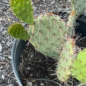 Photo of the plant species Brownspine Prickly Pear by @ActiveHeartfern named Ronaldo on Greg, the plant care app
