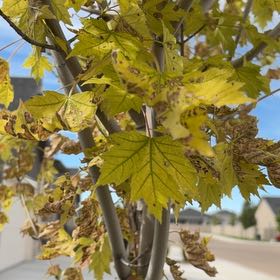 Photo of the plant species Norway Maple by @ChosenPotato named ChloroPhil on Greg, the plant care app