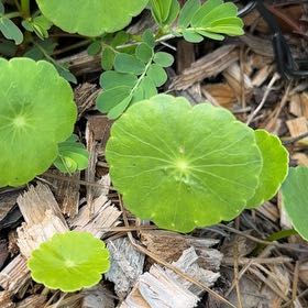 Photo of the plant species Manyflower Marshpennywort by @JazzySarcodes named Forrest on Greg, the plant care app