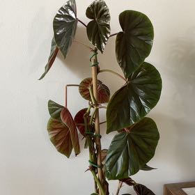 Photo of the plant species Begonia by @MajorCapnoides named Winston on Greg, the plant care app