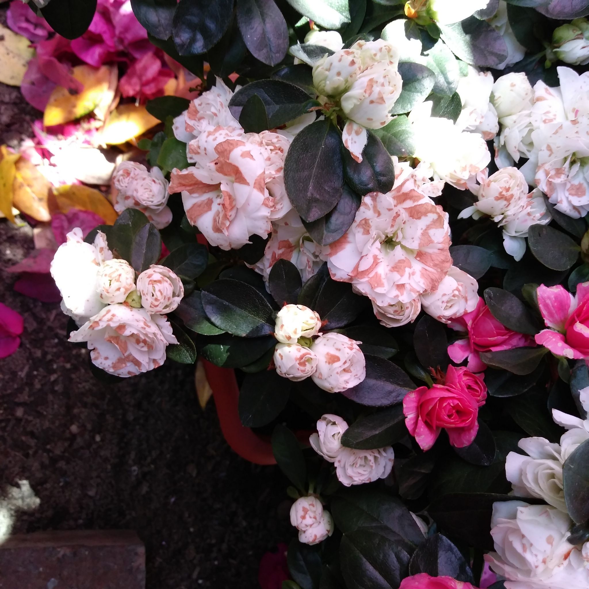 Plant care for Azalea Indicia on Greg, the plant care app