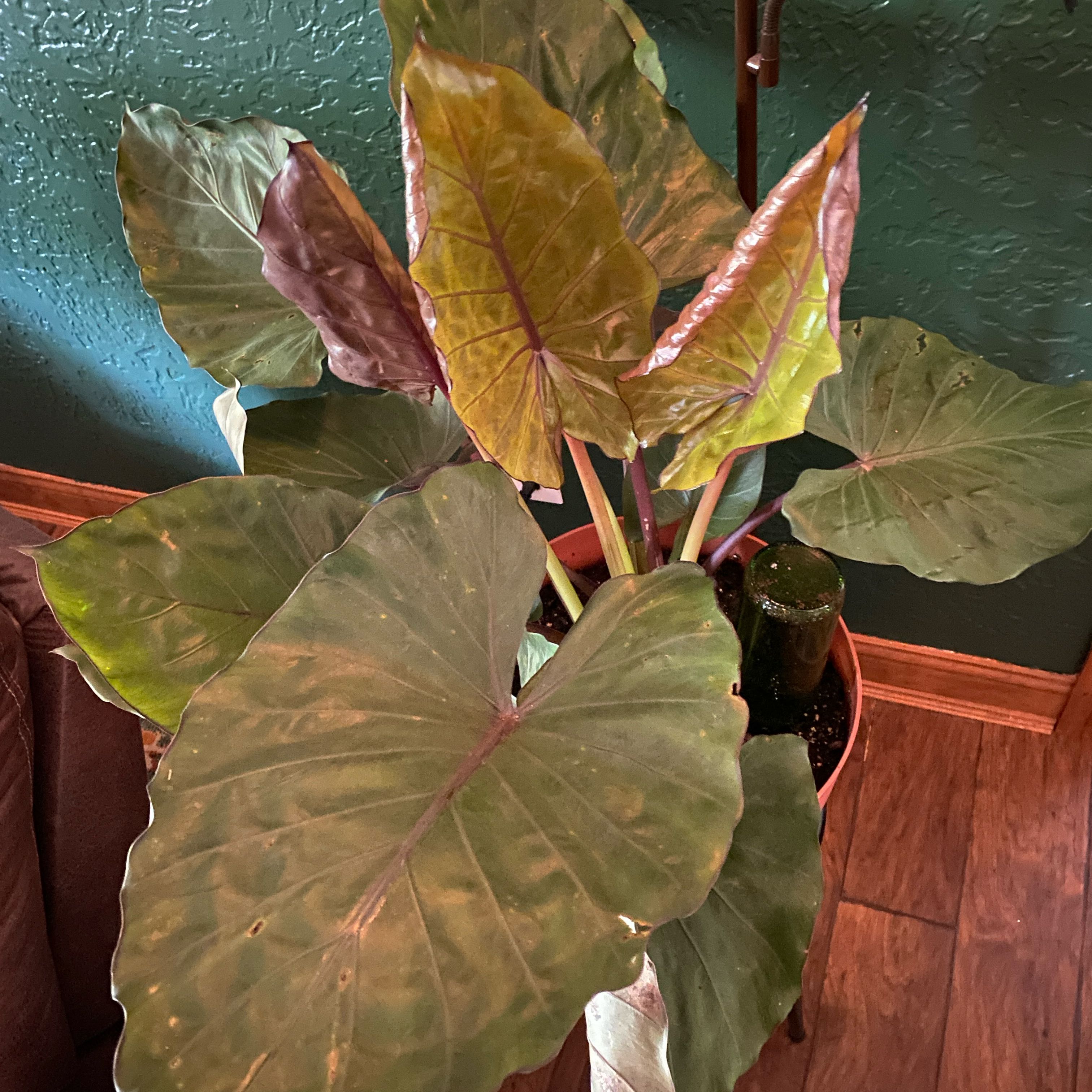 Photo of the plant species Metal Head Alocasia by @WarmIndianplum named Jeffica on Greg, the plant care app