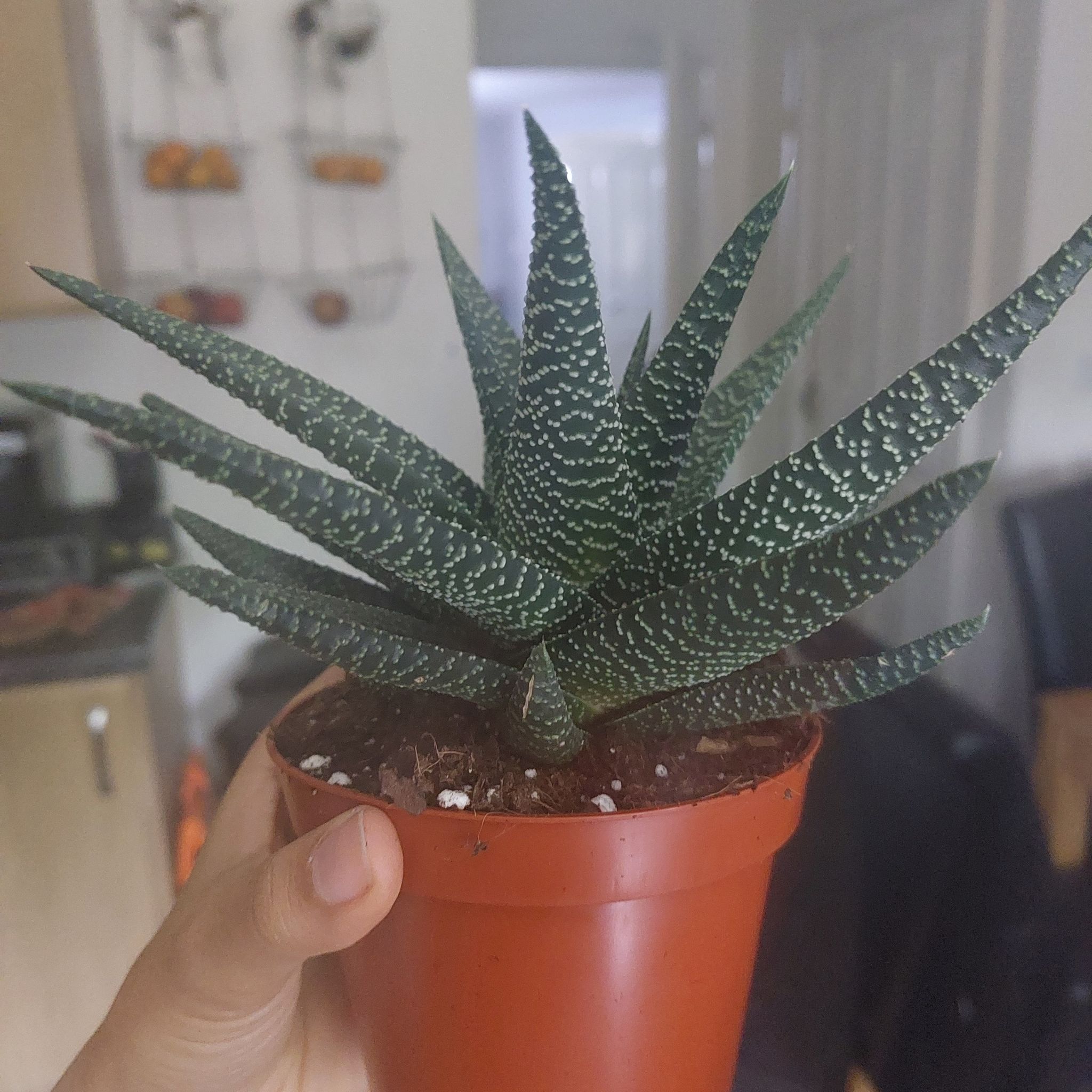Photo of the plant species Royal Highness by @EarthyAmbrosina named Dezaroth IV on Greg, the plant care app