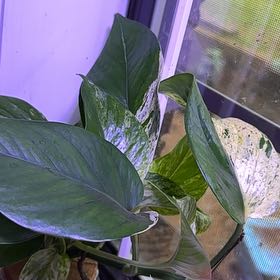 Photo of the plant species Snow Goddess Pothos by @UnfeignedMystax named Keanu Leaves on Greg, the plant care app