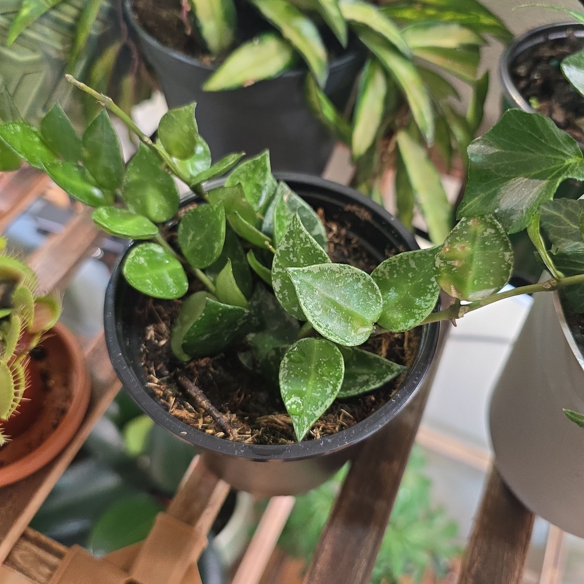 Photo of the plant species Royal Splash Hoya Lacunosa by @GoodFraserfir named Surya on Greg, the plant care app