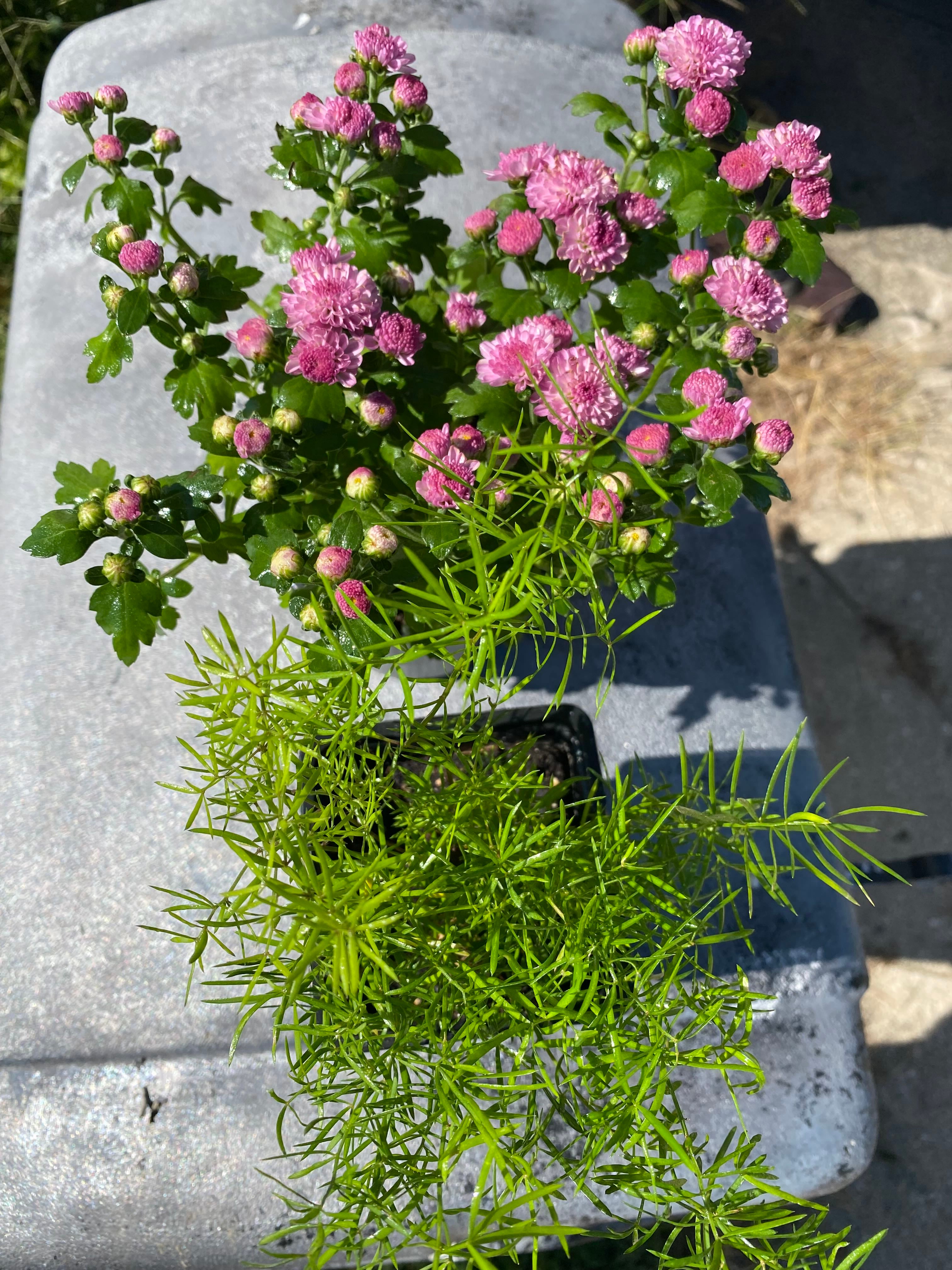 💧 Plume Asparagus Wilting? Here's What to Do