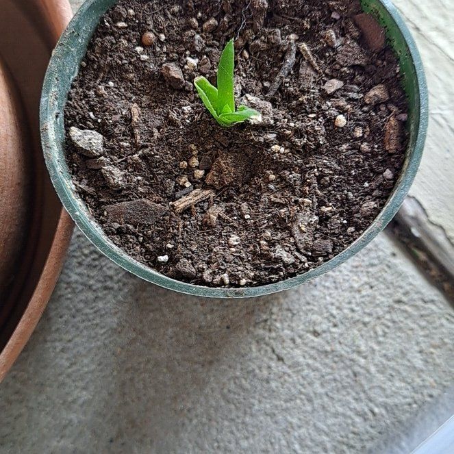 Photo of the plant species Aloe Pluridens by @UncommonPignut named Keanu Leaves on Greg, the plant care app