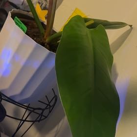 Photo of the plant species Philodendron 'Imperial Green' by @AceMustanggrape named Kobe on Greg, the plant care app