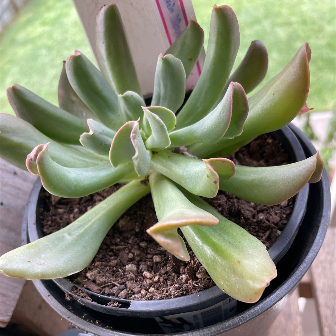 Photo of the plant species Dark Vader Echeveria by @smudgeness named Plato on Greg, the plant care app