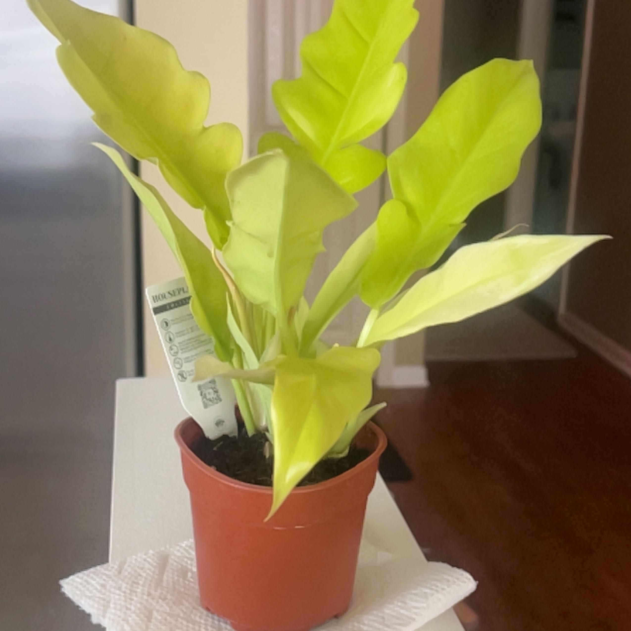 Potted Golden Crocodile plant with bright green leaves, well-framed and healthy.