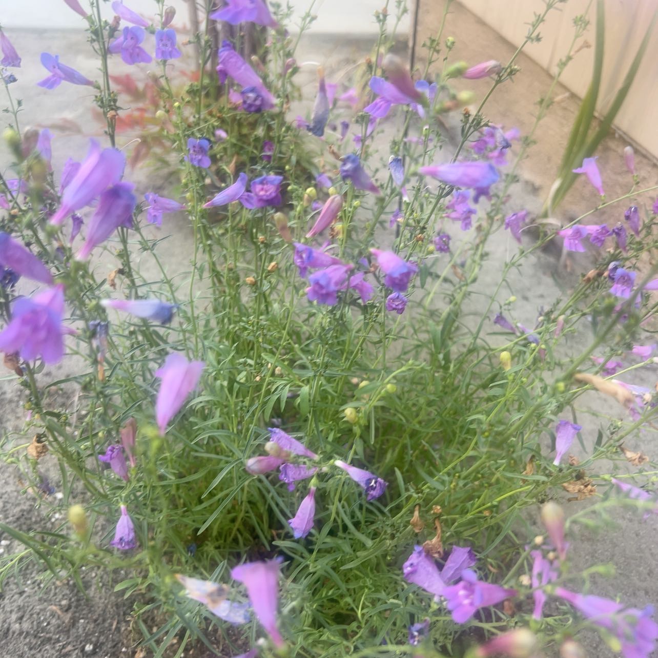 Photo of the plant species Bunchleaf Penstemon by @YernSpiderplant named Plato on Greg, the plant care app
