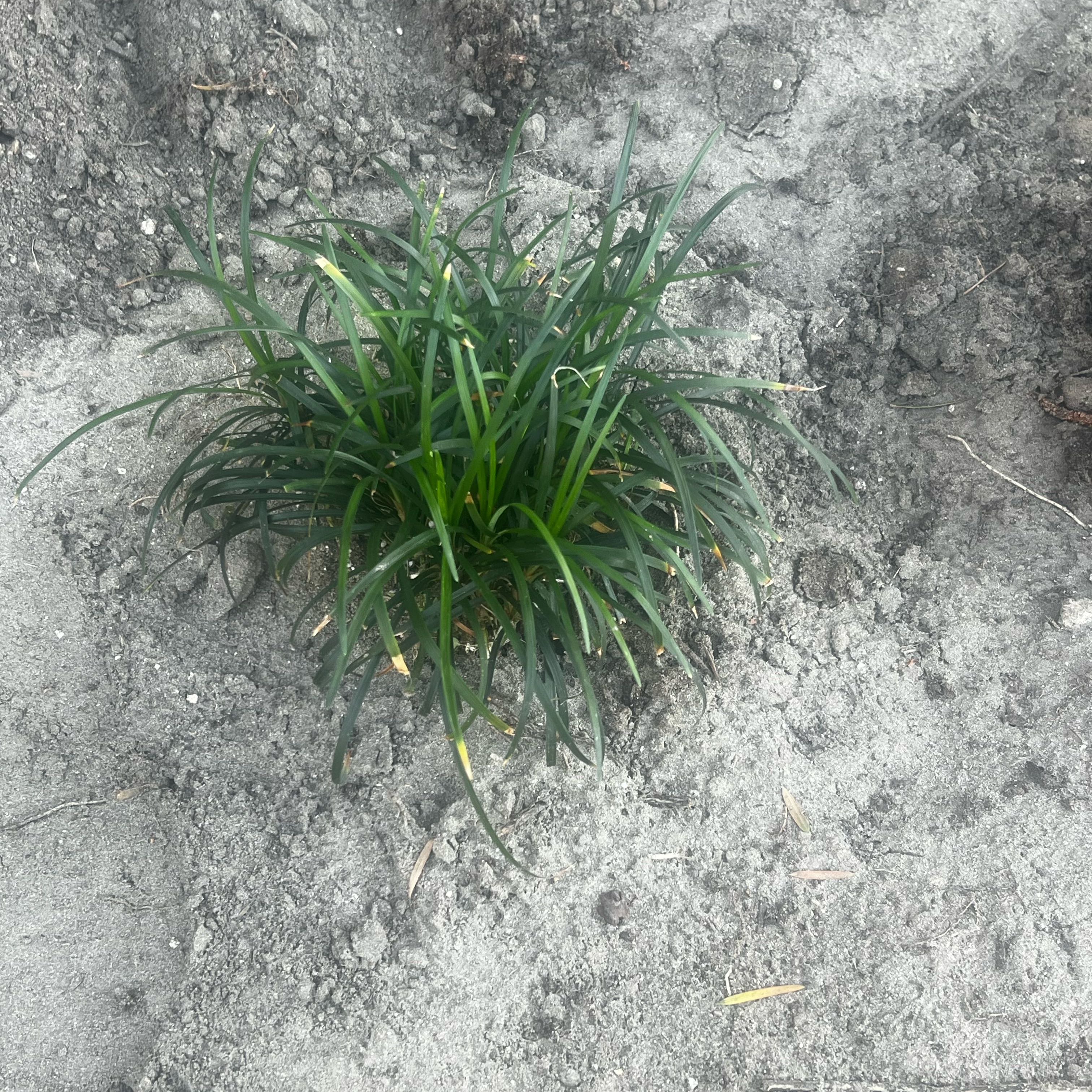 Image of Mondo grass planted in soil with some yellowing tips.