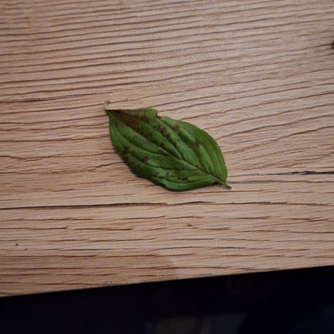 Photo of the plant species Putty Root by @EpitomeSilkyoak named Leonardo on Greg, the plant care app