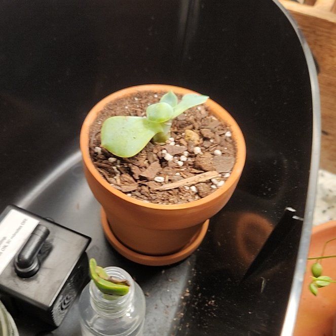 Photo of the plant species Echeveria 'Grey Red' by @FullMakura named Not dying now on Greg, the plant care app