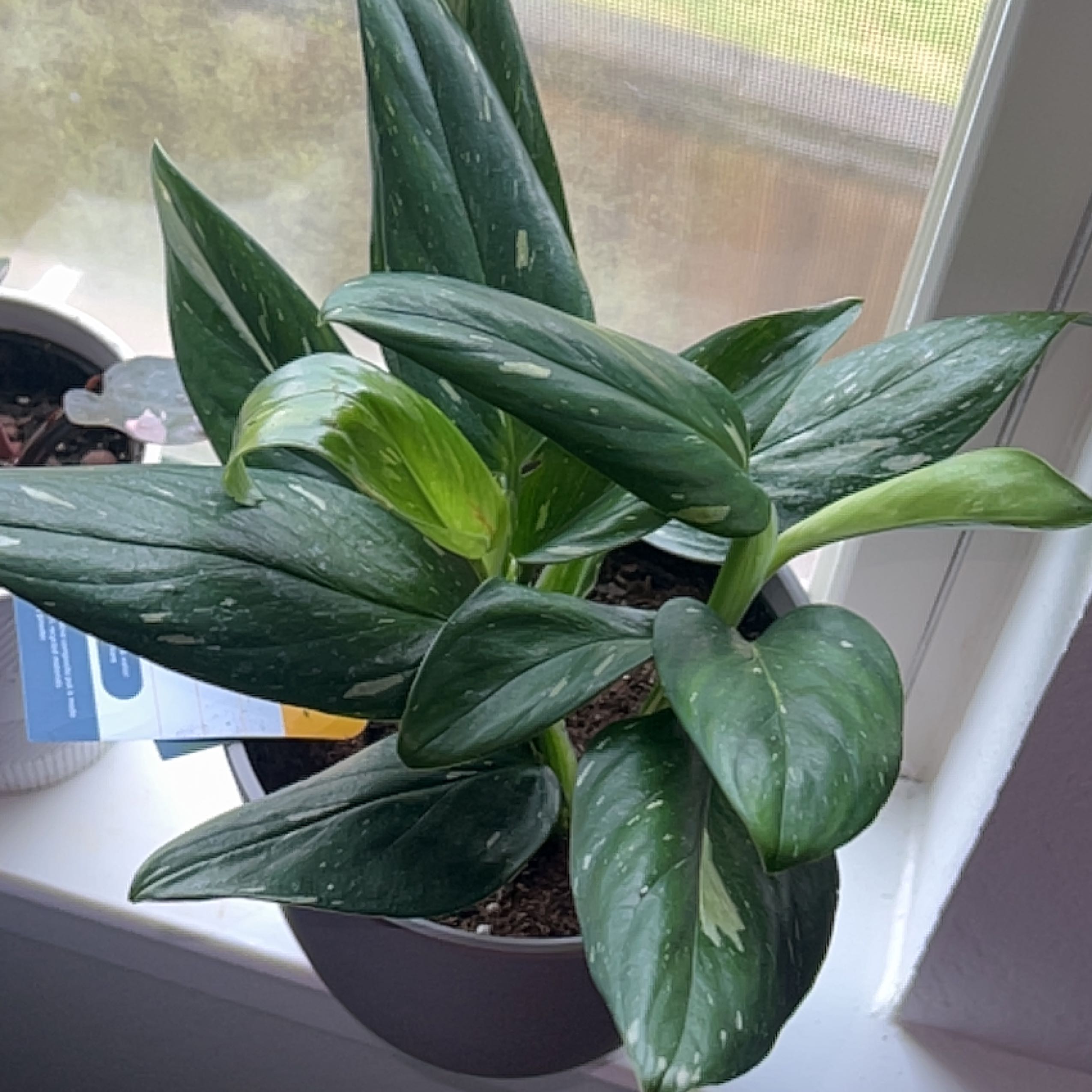 Photo of the plant species Monstera by @PeachyParadise named ￼ Atticus ￼ on Greg, the plant care app