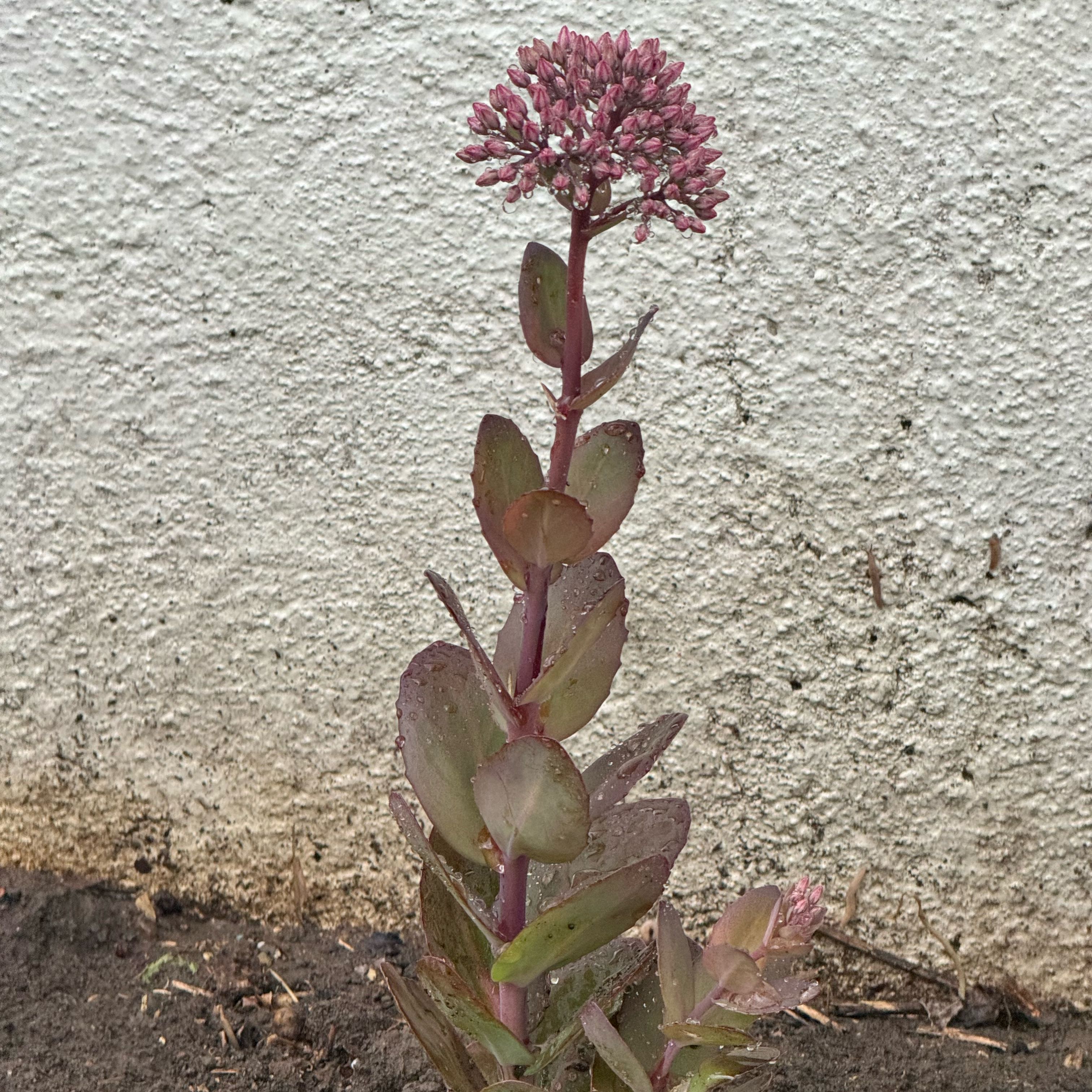 Photo of the plant species Thunderhead by @Z93Leah named Athena on Greg, the plant care app