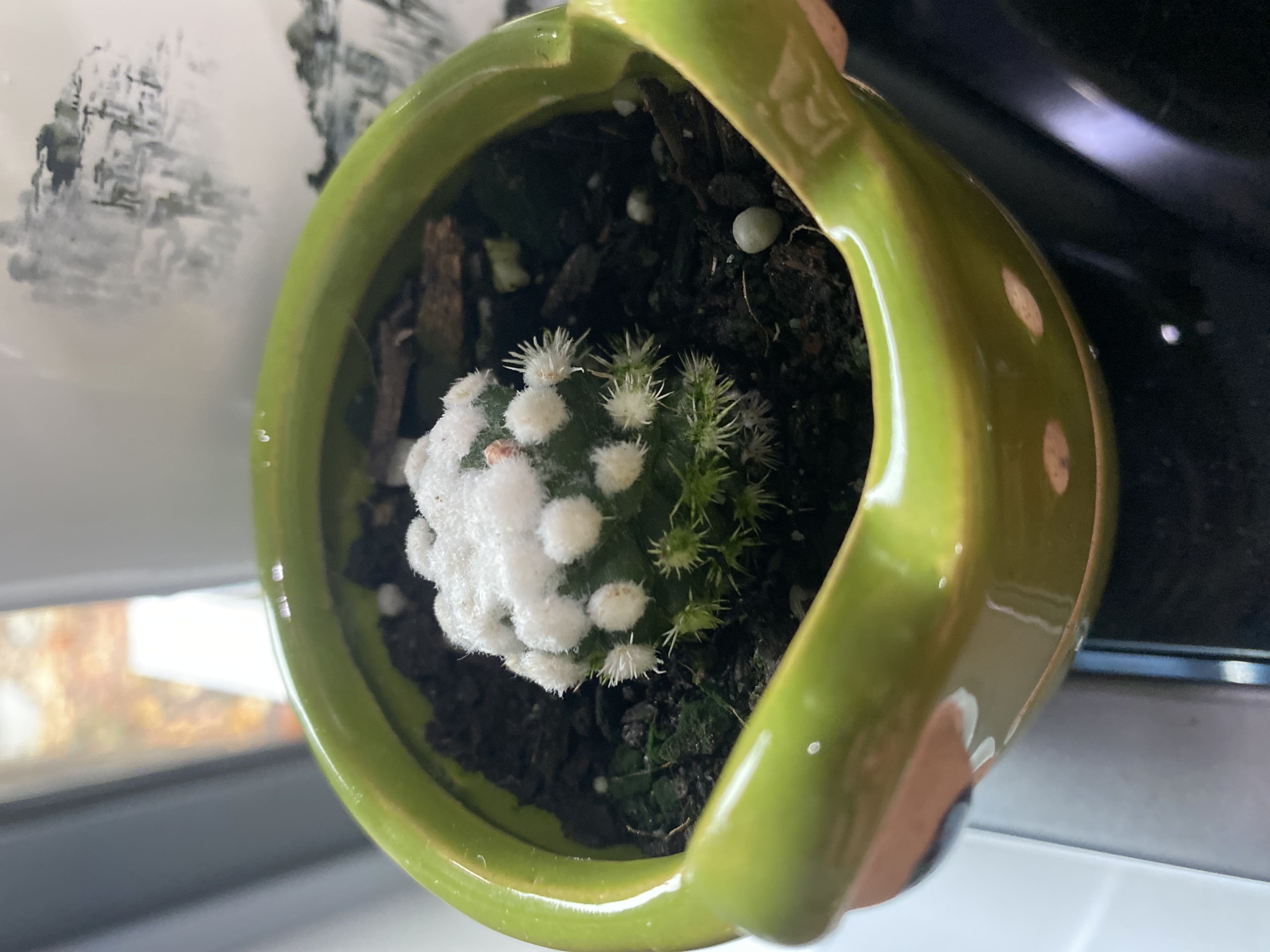Photo from the post