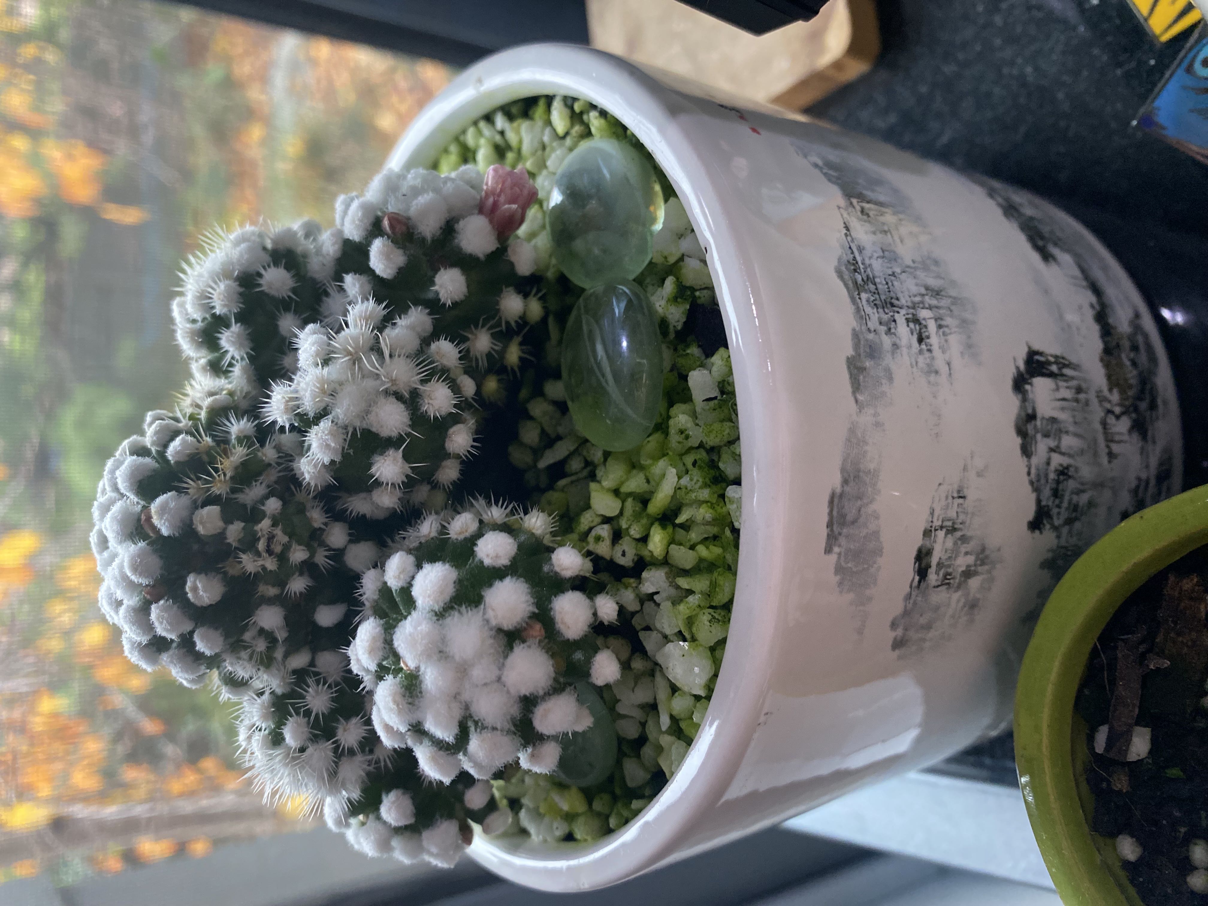 Photo from the post