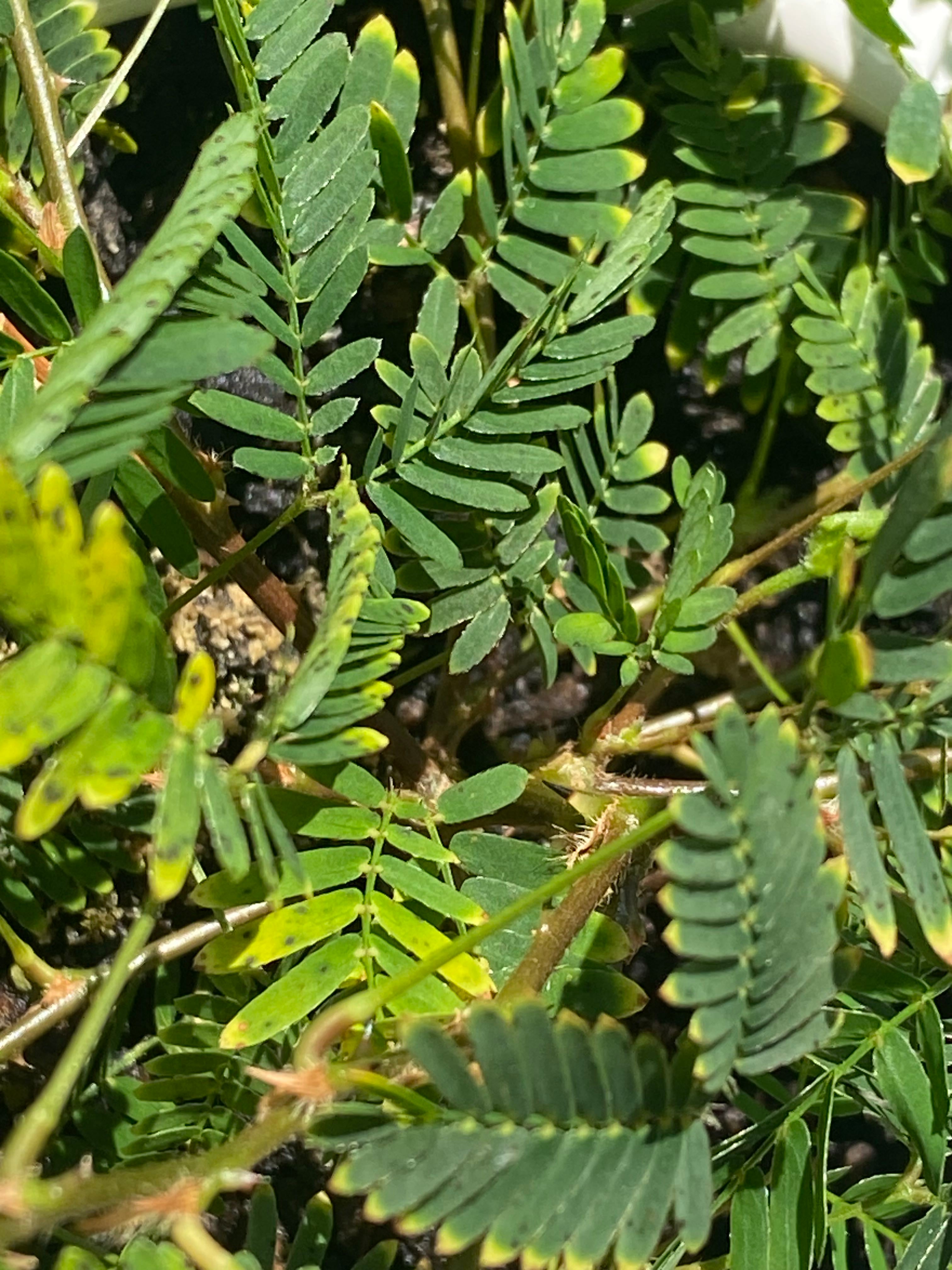 what-are-these-black-dots-on-my-sensitive-plant