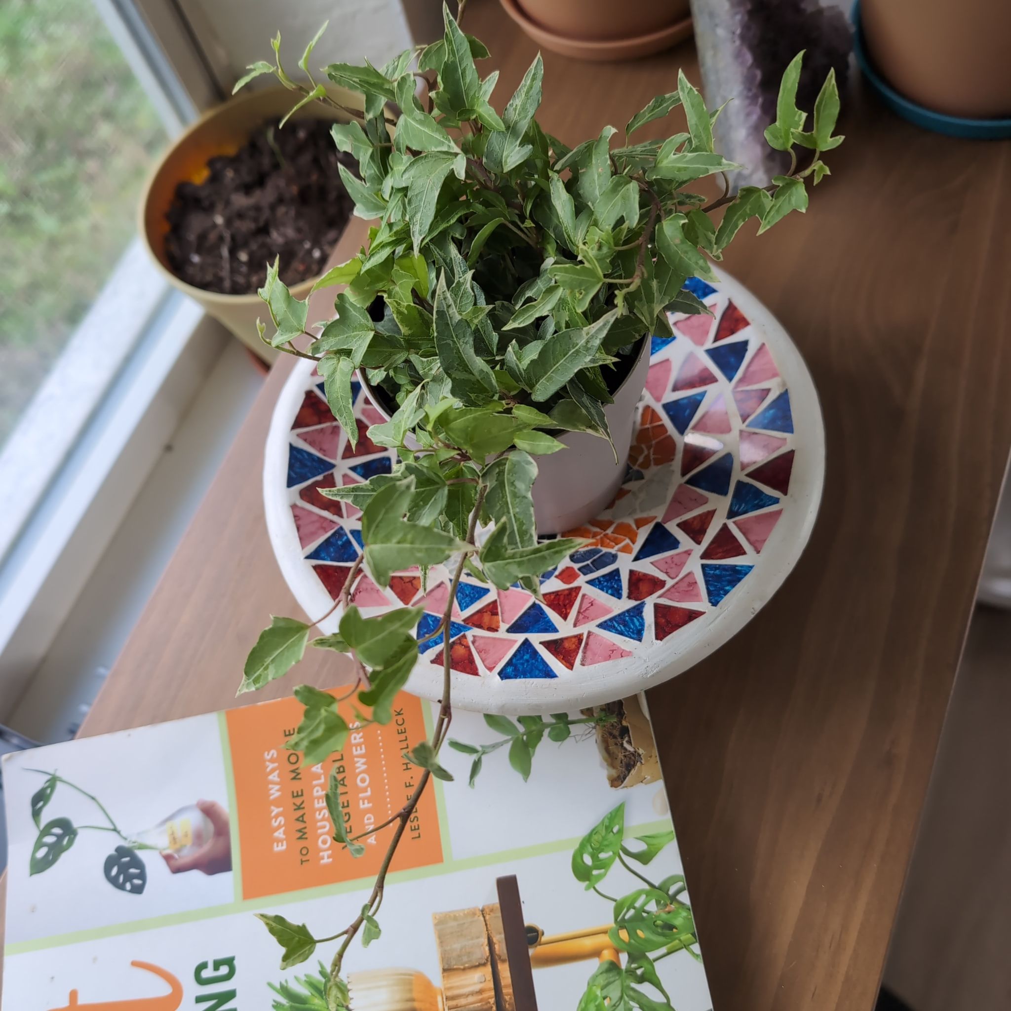 Photo of the plant species Little Hermann Ivy by @DapperCurrytree named Vee on Greg, the plant care app