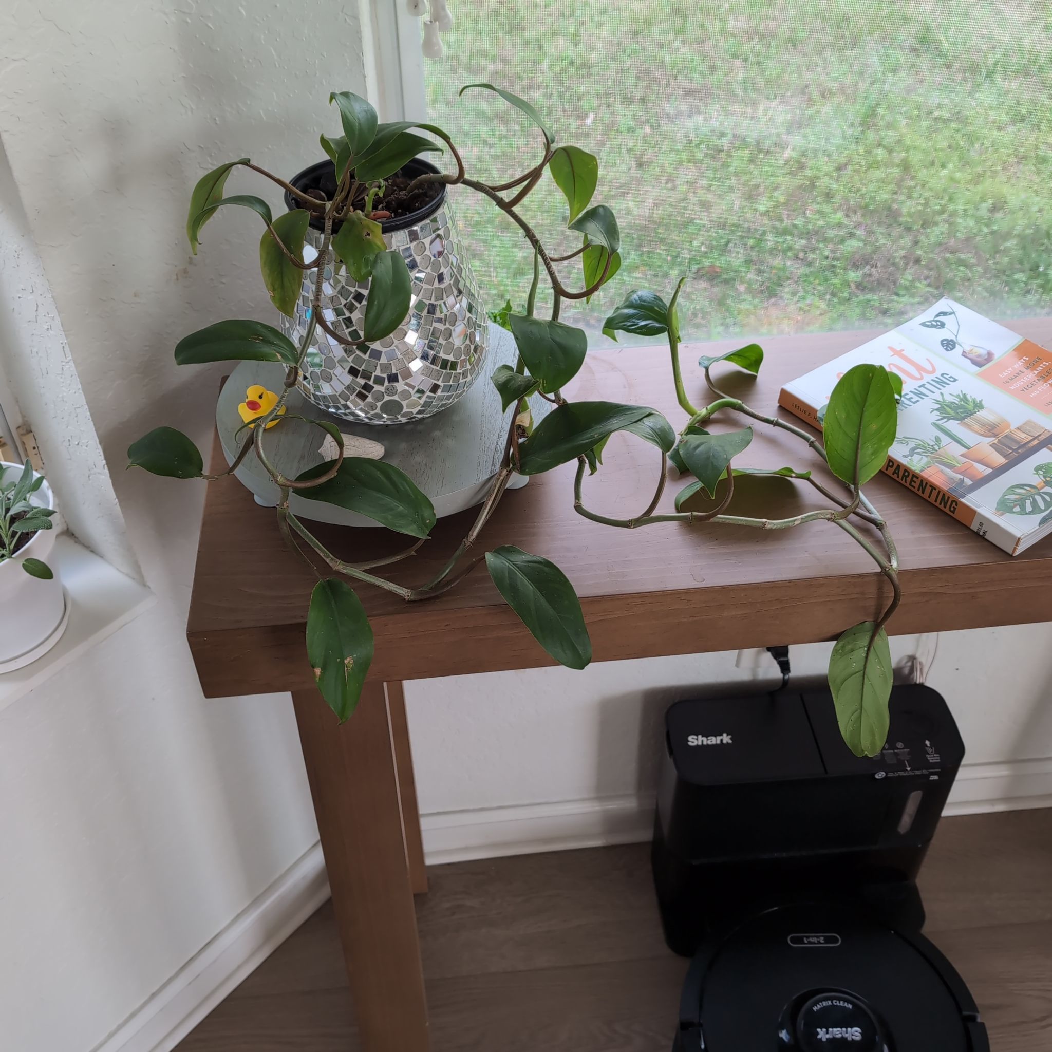 Photo of the plant species Philodendron 'Eva' by @DapperCurrytree named Bella on Greg, the plant care app