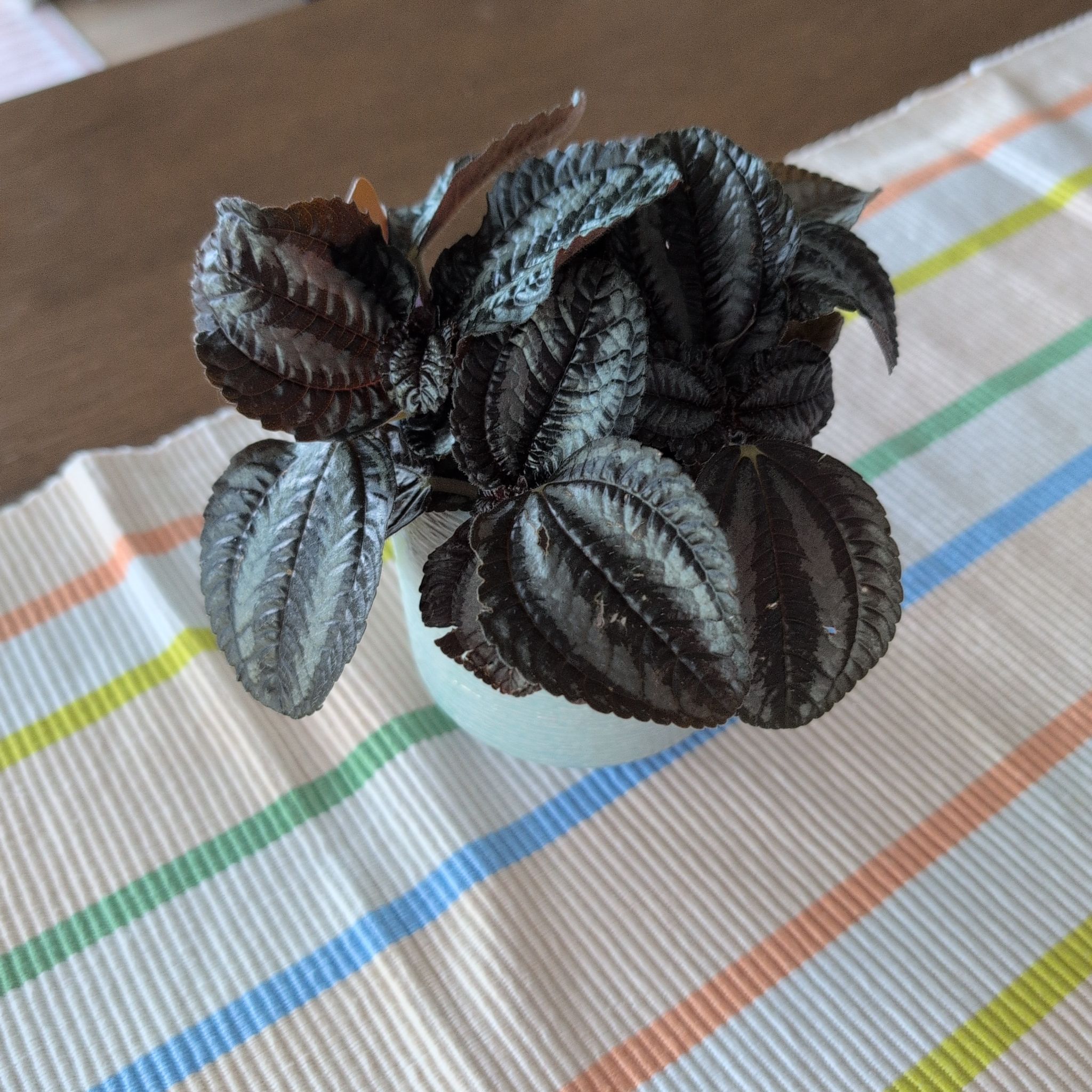 Photo of the plant species Silver Friendship Plant by @DapperCurrytree named Amiga on Greg, the plant care app
