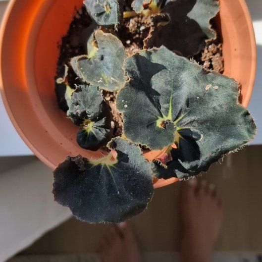 Plant care for Black Jade Snake plant on Greg, the plant care app