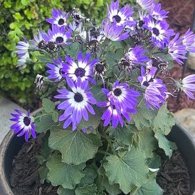 Photo of the plant species Glandular Cape Marigold by @UniqueCherimoya named Madonna on Greg, the plant care app