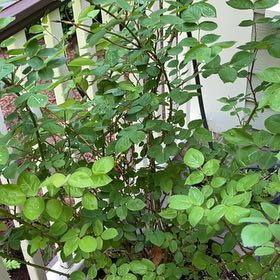 Photo of the plant species English Rose by @LightTigerpear named Alnwick on Greg, the plant care app