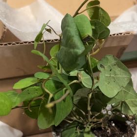 Photo of the plant species Dutchman's Pipe by @AgelessLaceyoak named Huckleberry Fern on Greg, the plant care app