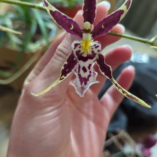 Photo of the plant species Spider Orchid by @YardHebestricta named Eva on Greg, the plant care app