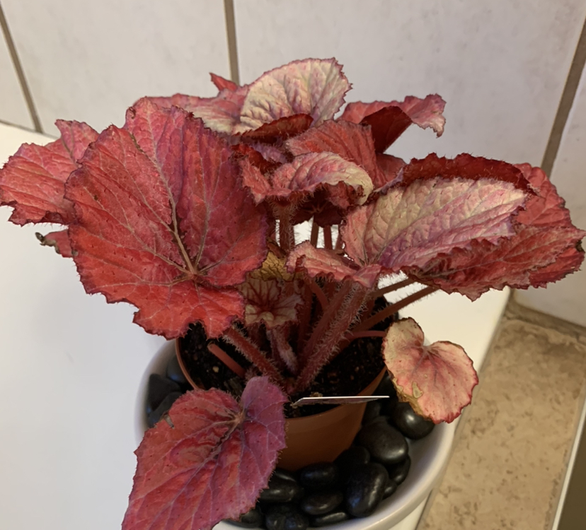 Photo of the plant species Begonia rex 'Harmony's Moody Mauve' by @LavishStarlotus named Shakira on Greg, the plant care app