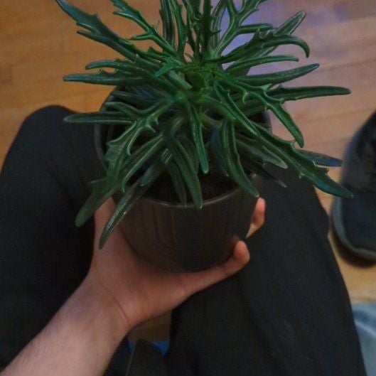 Photo of the plant species Crassula tetragona 'Mini Form' by @Jeanlikesgreen named Miyagi on Greg, the plant care app