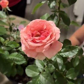 Photo of the plant species Grandiflora Rose by @NotableFeijoa named Sage on Greg, the plant care app