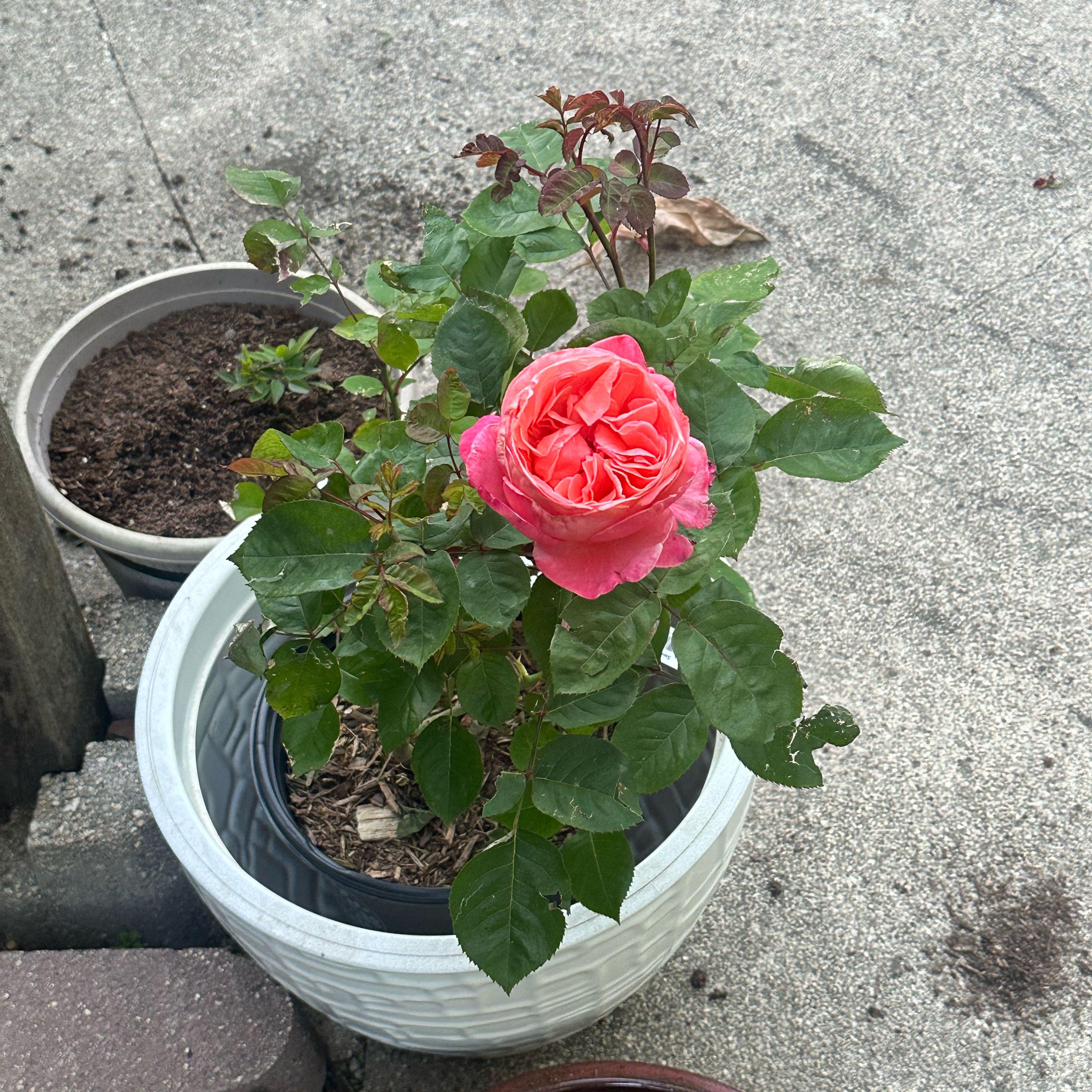 Photo of the plant species Hybrid Tea Rose by @FlashyAllotropa named Rosa on Greg, the plant care app