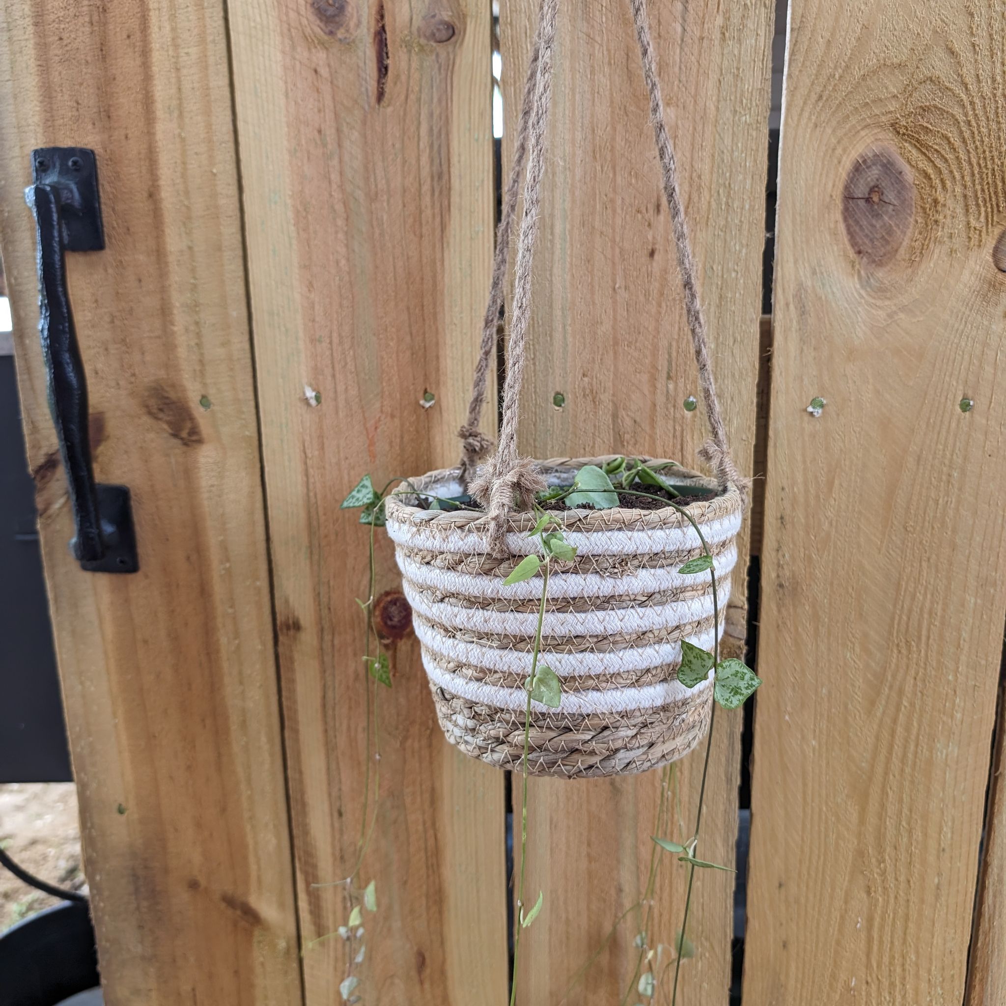 Hanging String Of Arrows plant in a woven basket against a wooden fence.