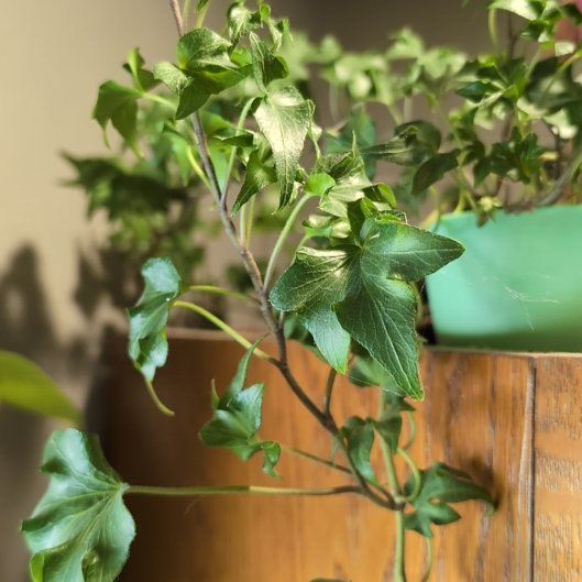 Photo of the plant species Francis Ivy by @DreamyMedeola named Shakira on Greg, the plant care app