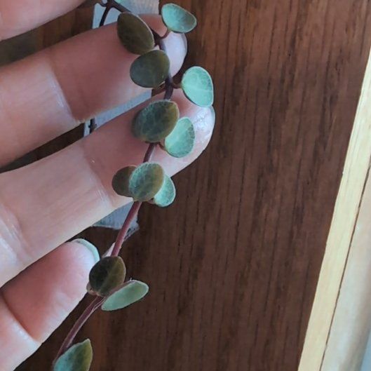 Photo of the plant species pepperomia bellybuttons by @DreamyMedeola named Harper on Greg, the plant care app