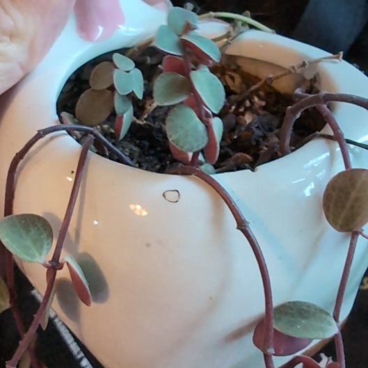 Photo of the plant species pepperomia bellybuttons by @DreamyMedeola named Winston on Greg, the plant care app