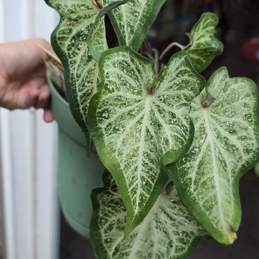 Photo of the plant species Strap Leaf Caladium by @DreamyMedeola named Morgan Treeman on Greg, the plant care app