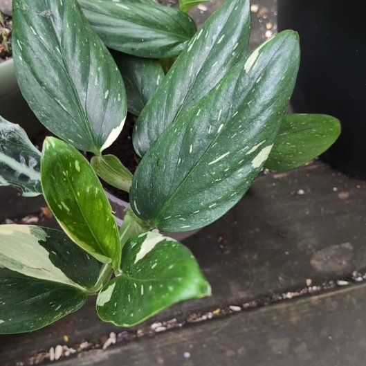Plant care for Pitcher Plant on Greg, the plant care app